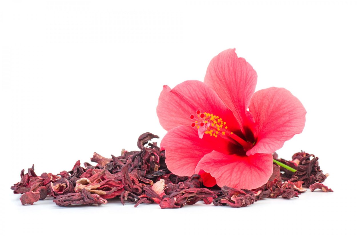 Каркаде (гибискус)