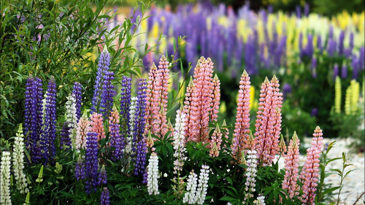 Люпин многолистный минарет