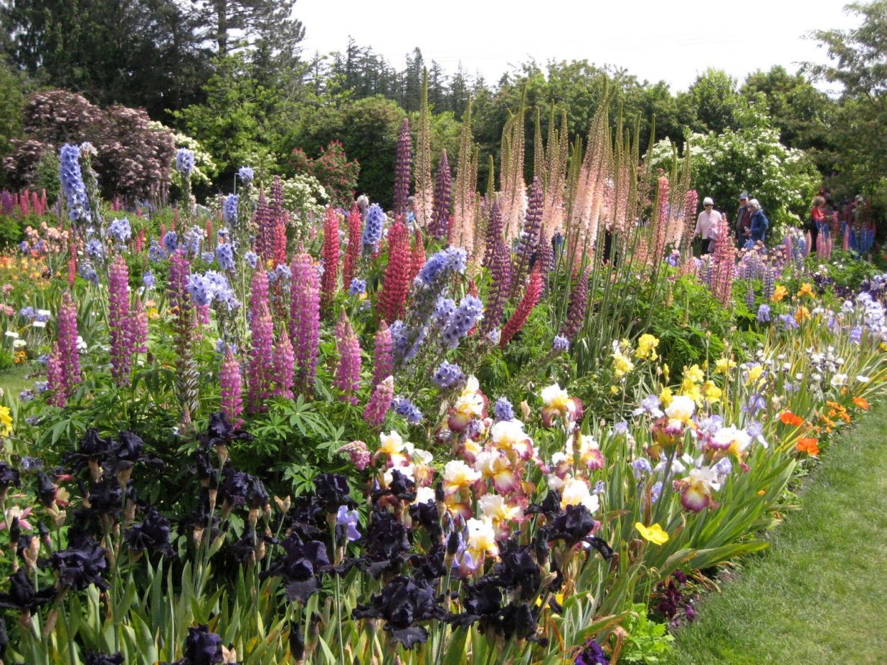 Люпины многолетние миксбордер