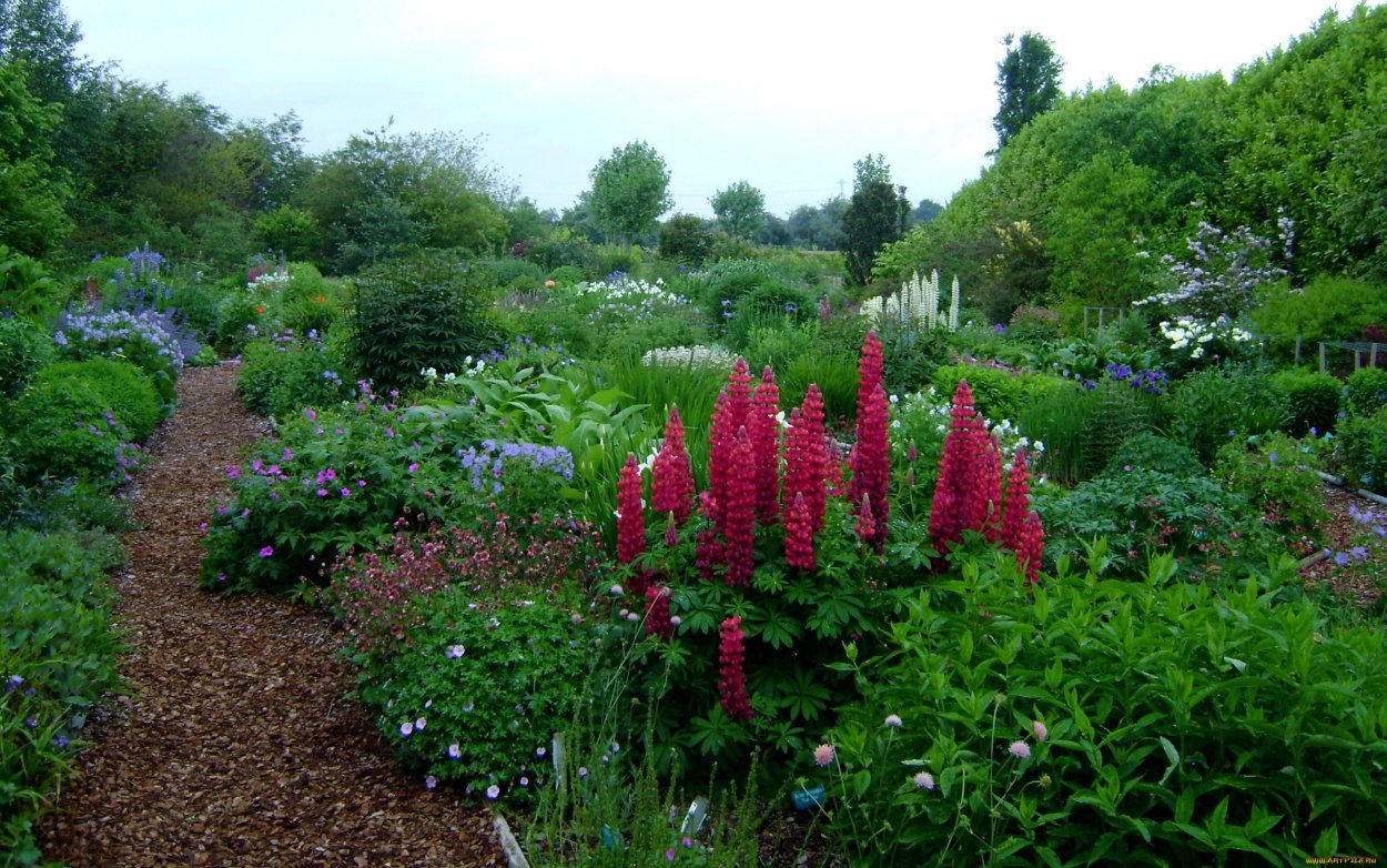 Цветники Гертруды Джекилл Люпин