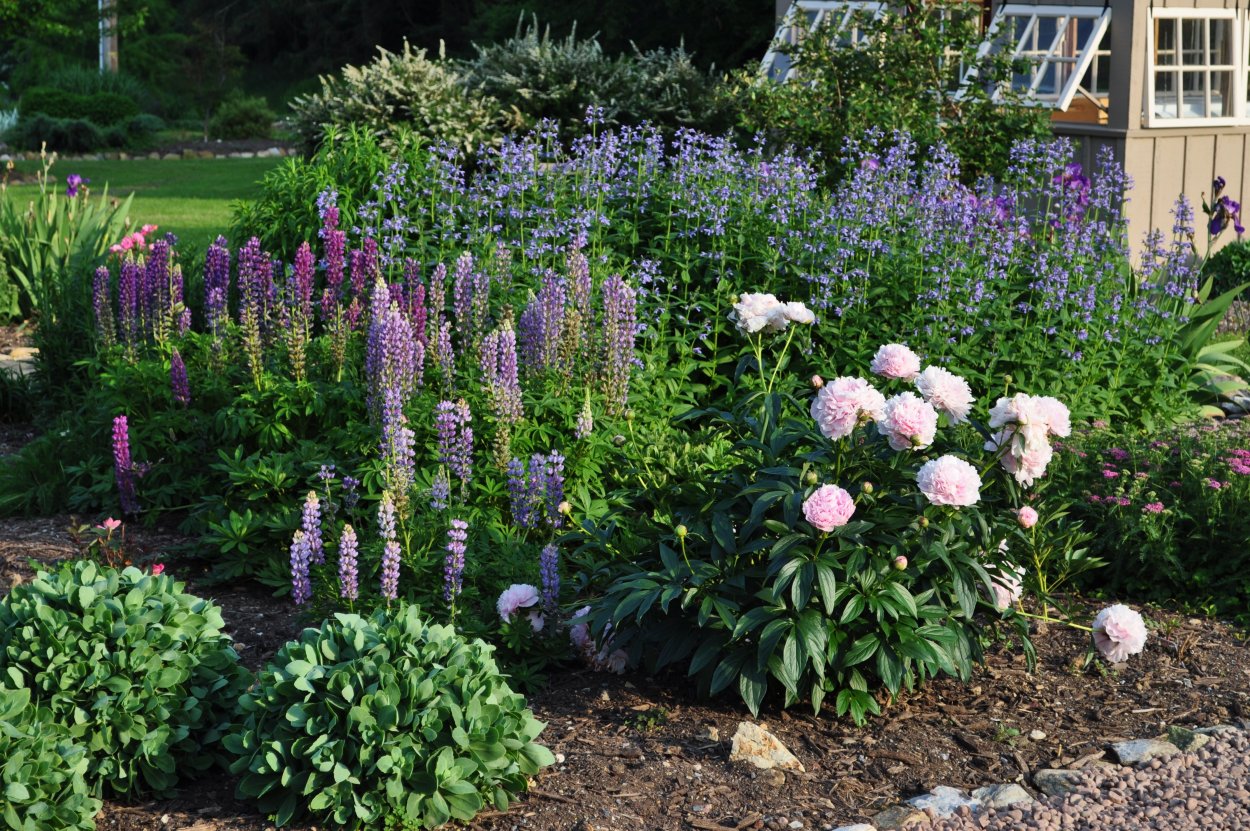 Пион, Люпин, Ирис,