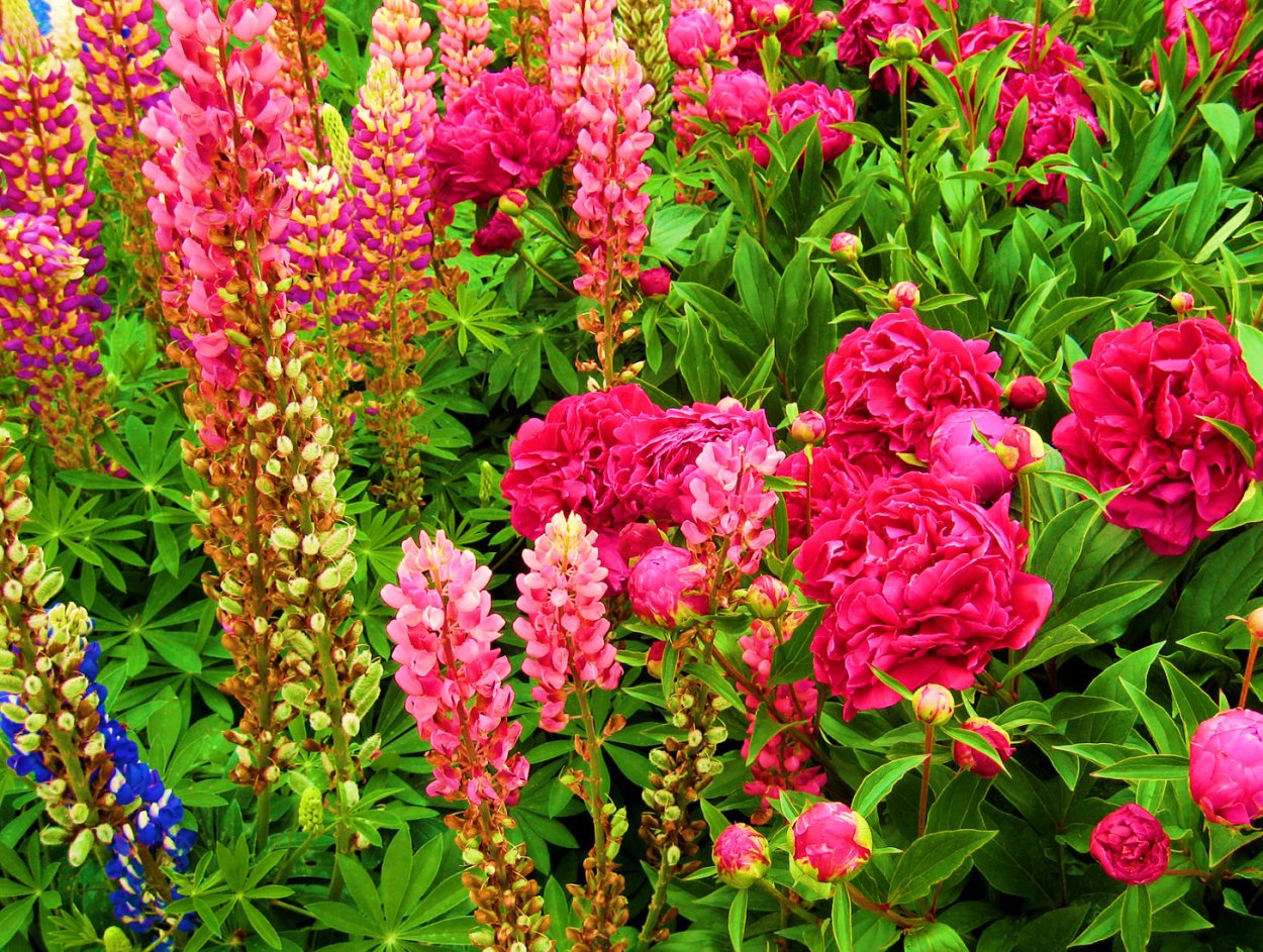 Пионы и дельфиниумы