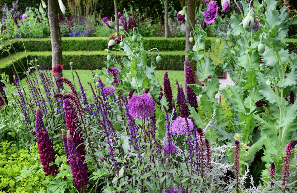 Лиатрис и шалфей