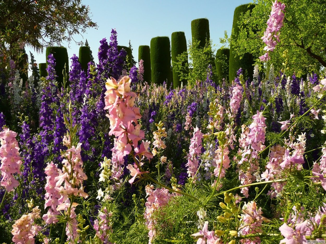 Люпин и дельфиниум