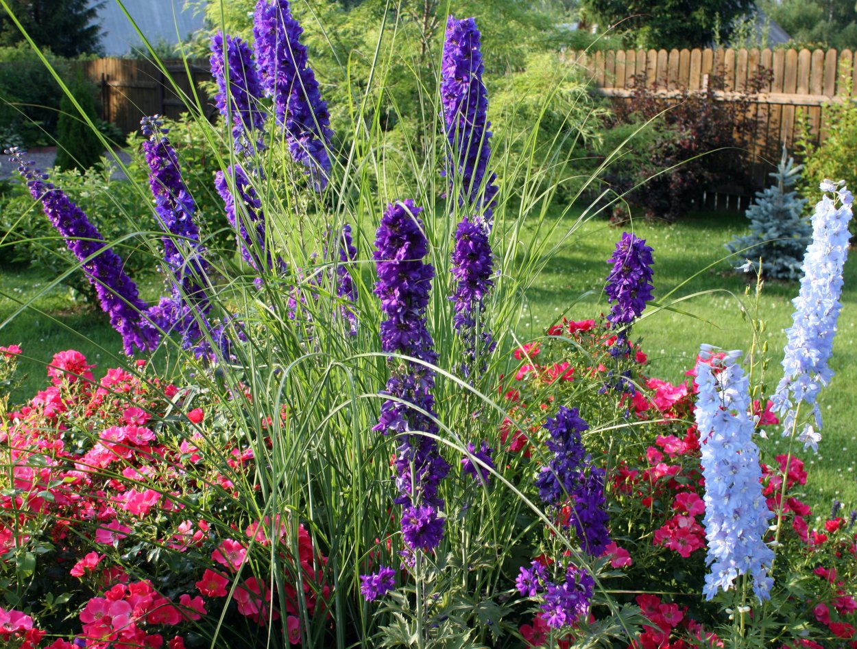 Люпины Лиатрис