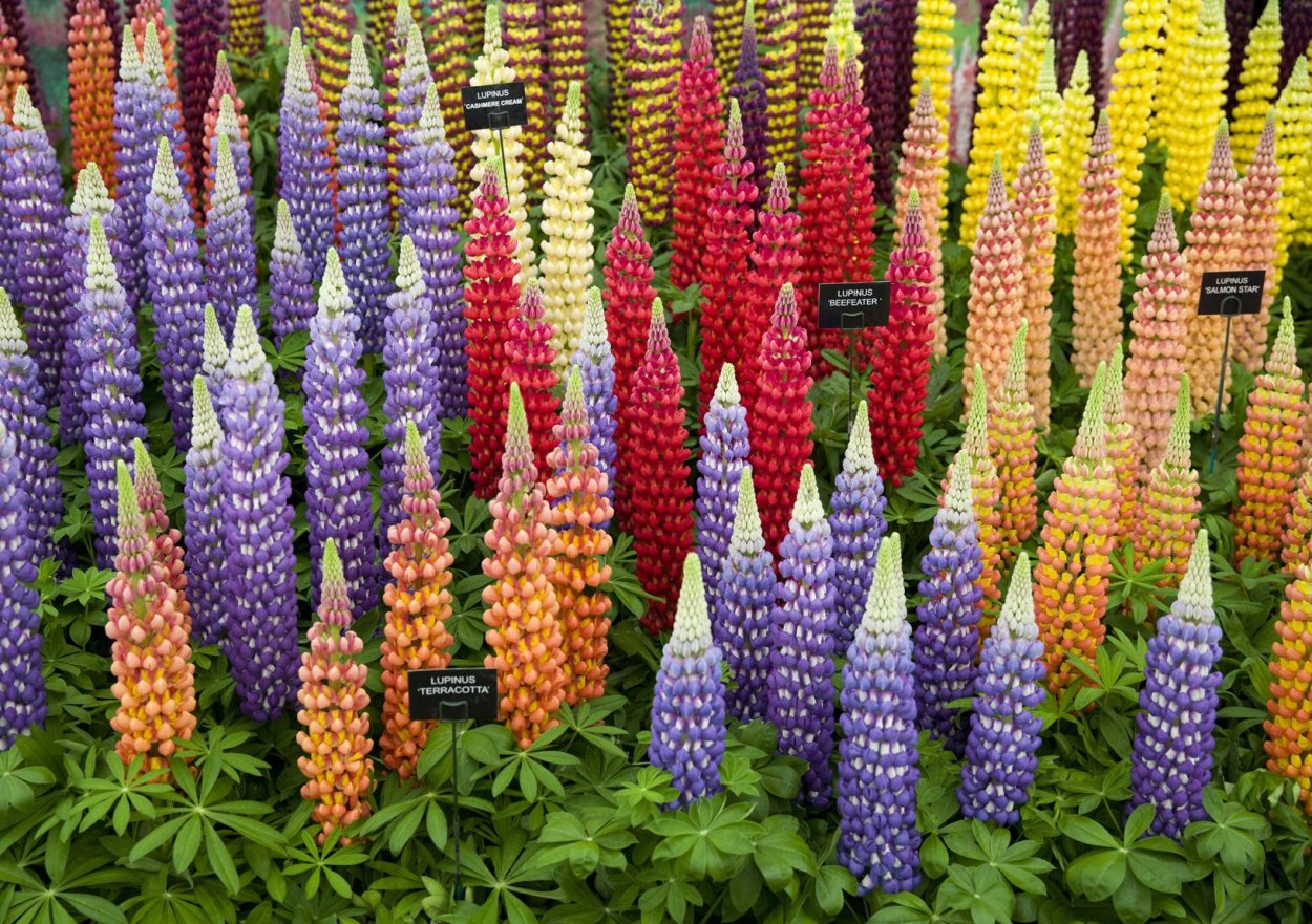 Люпин многолистный цветник