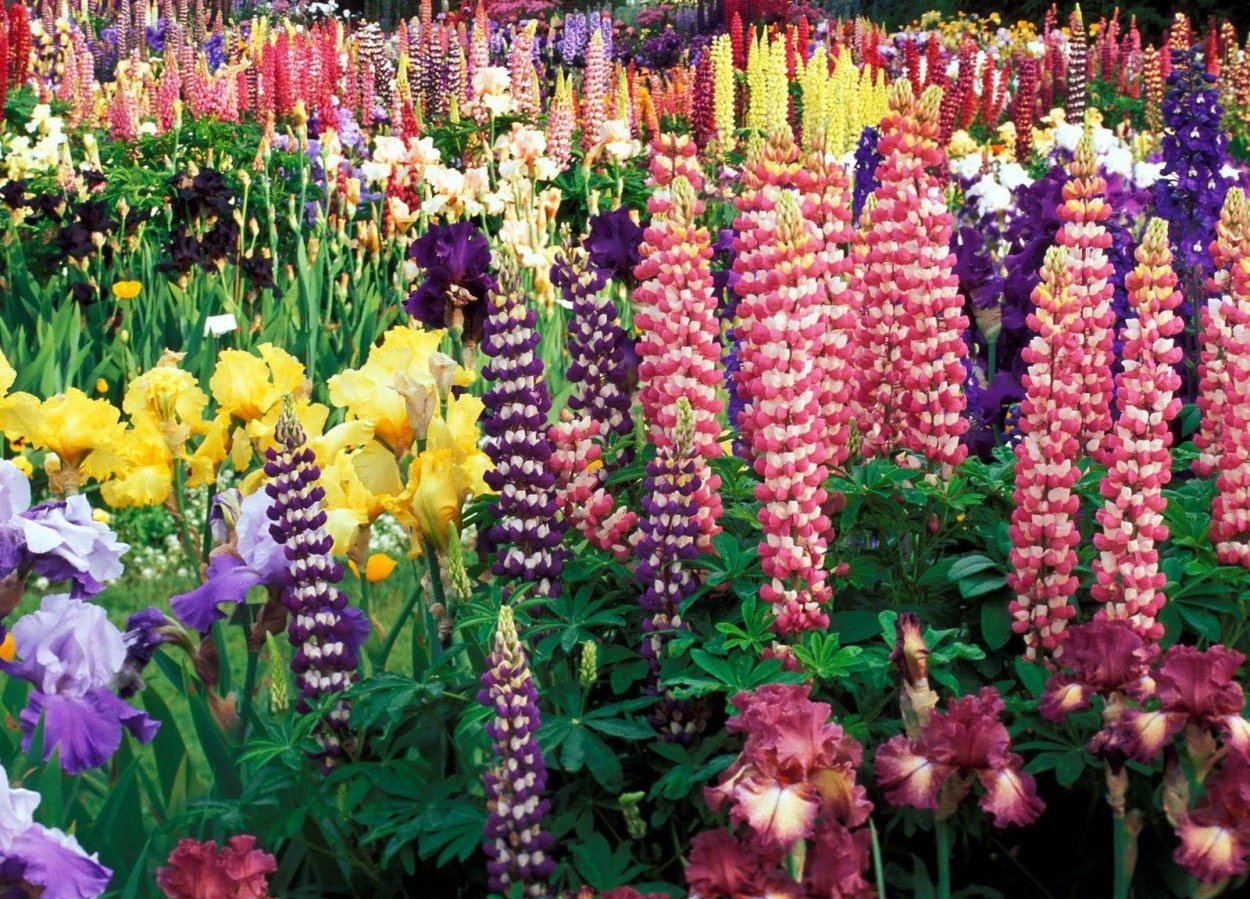 Люпины многолетние и однолетние