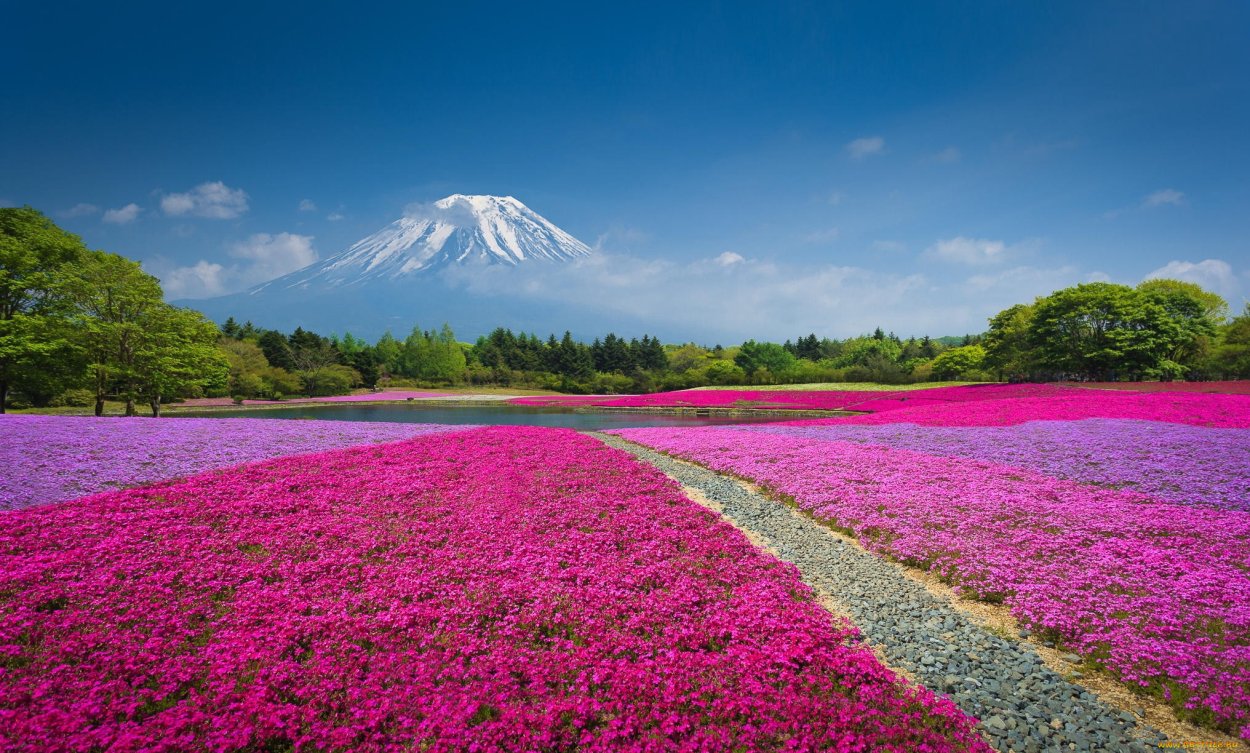 Остров Хонсю Япония розовые поля