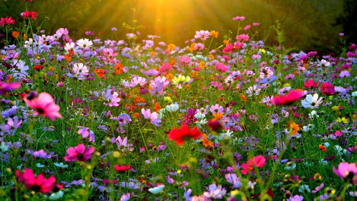 Цветущий луг