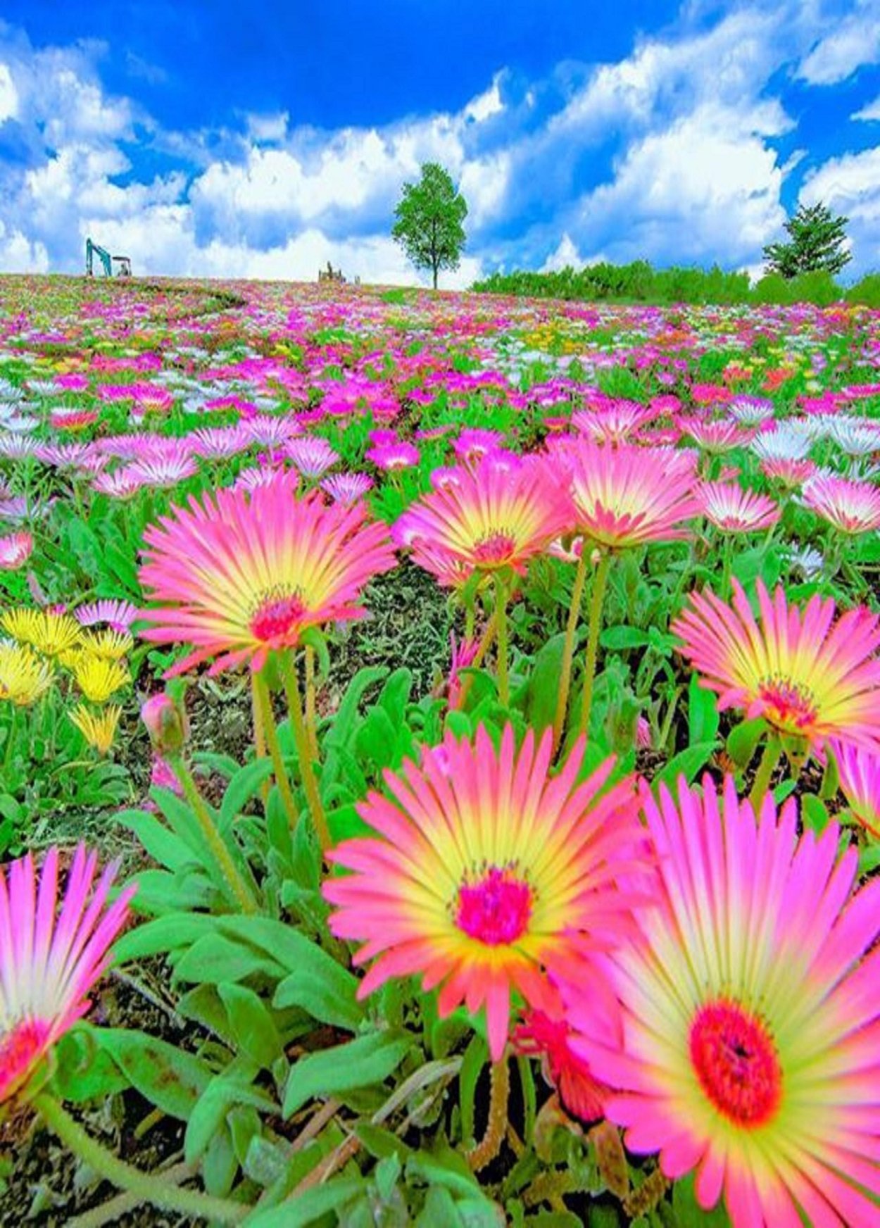 Яркие летние цветы