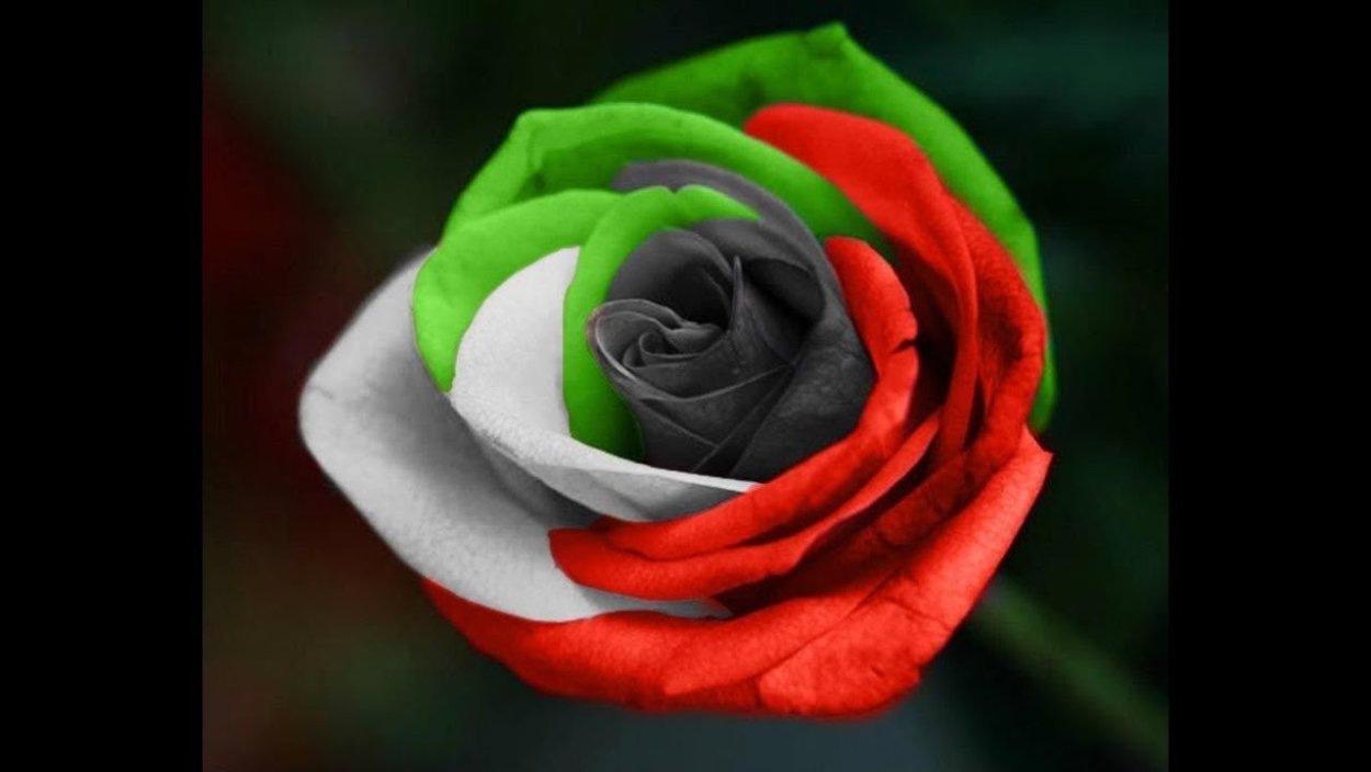 Семена редких роз