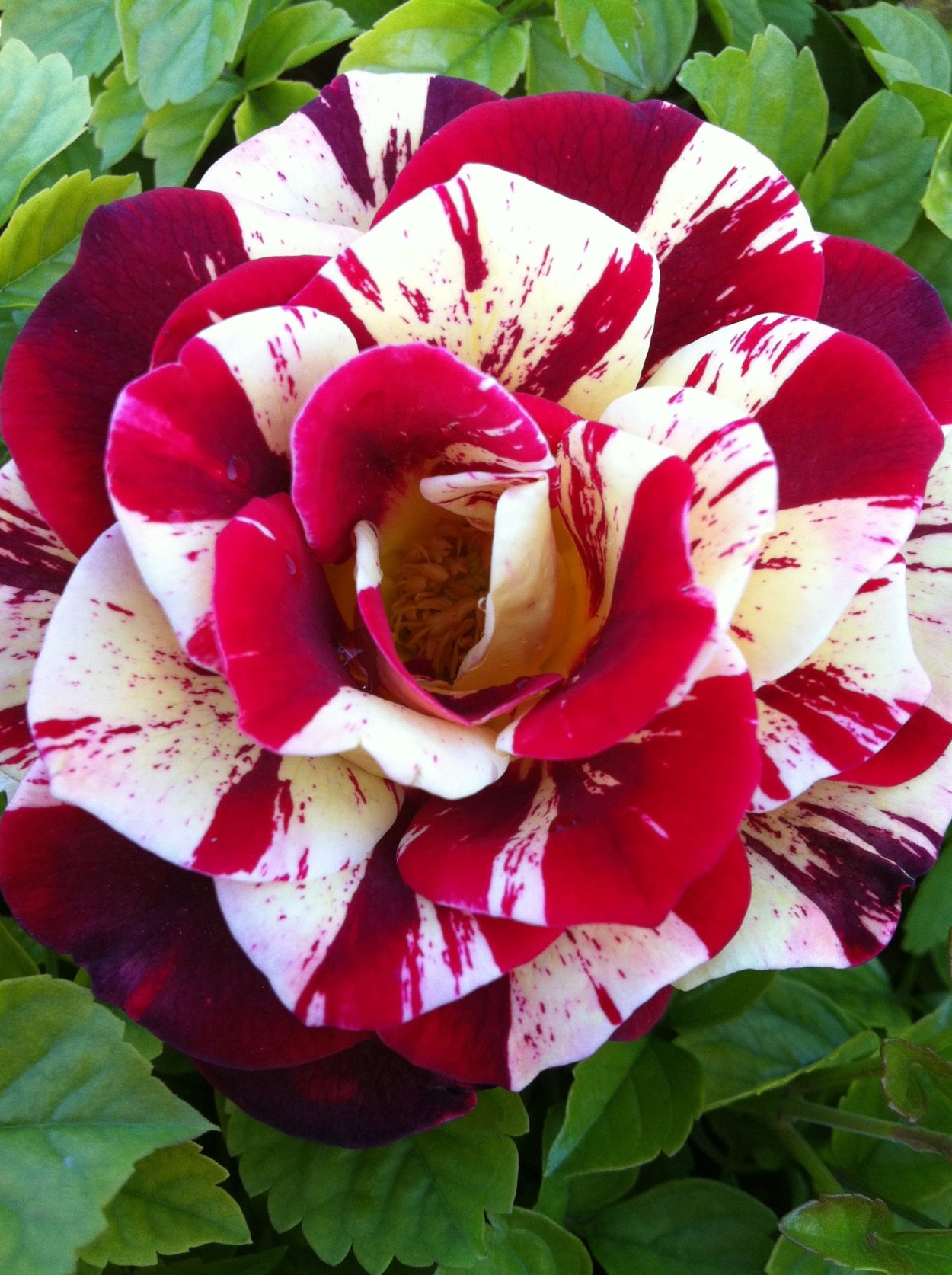 Необычные розы