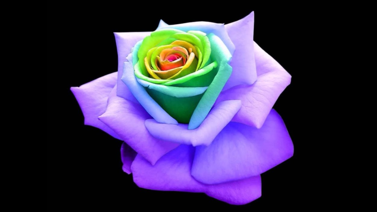 Радужные цветы