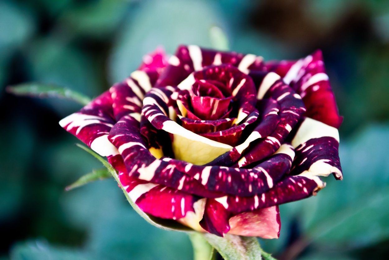 Розы с необычными лепестками