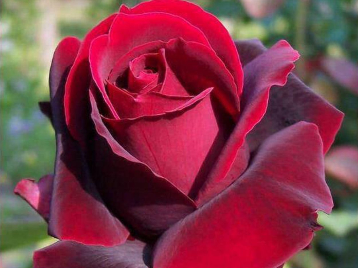 Роза дарк перпл