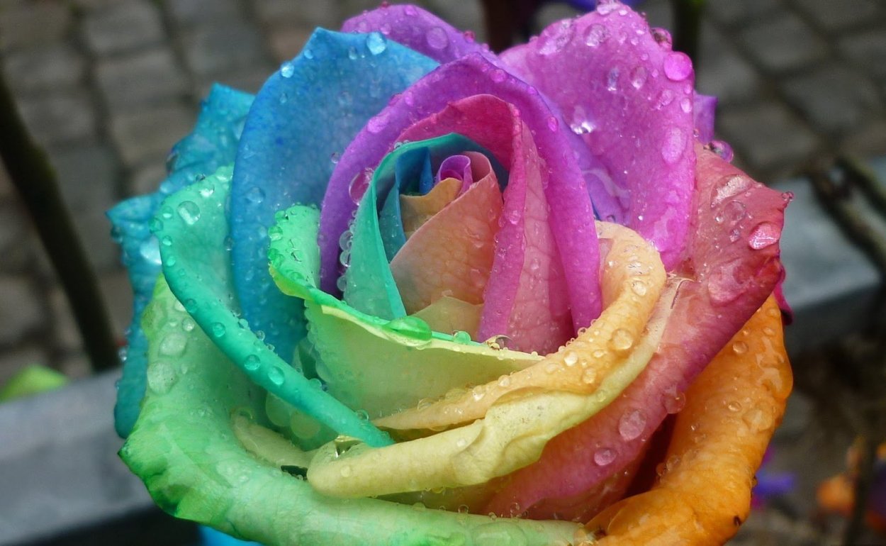 Разноцветные розы сорта