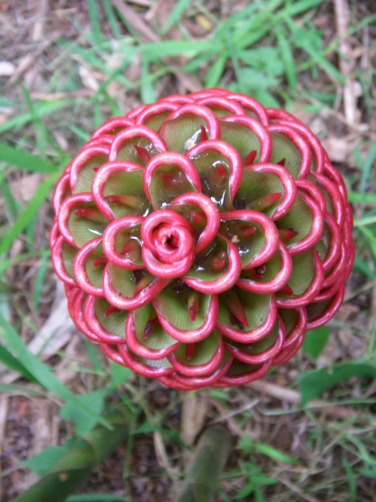 Необычные цветочки