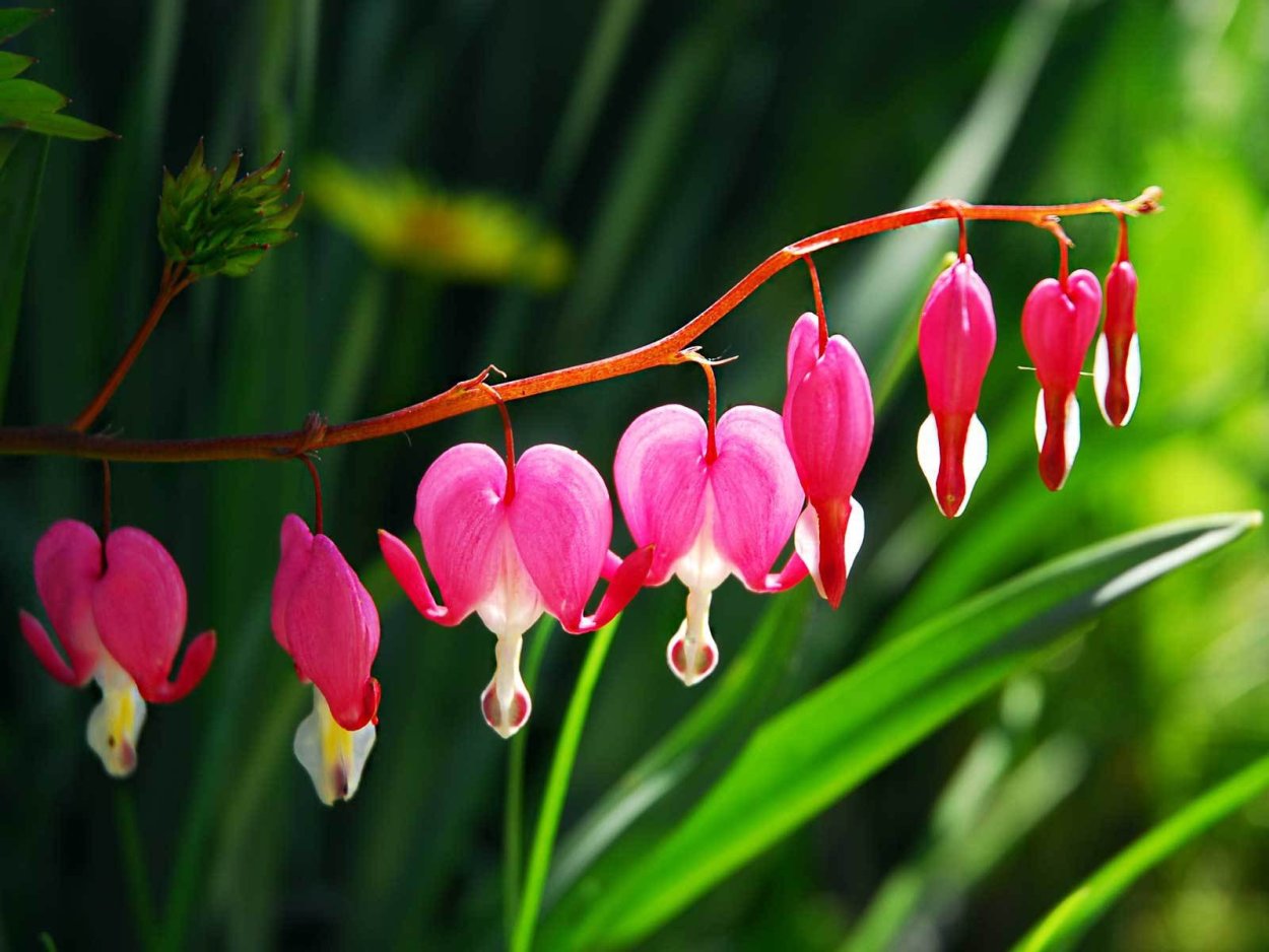 Цветок Децентрум