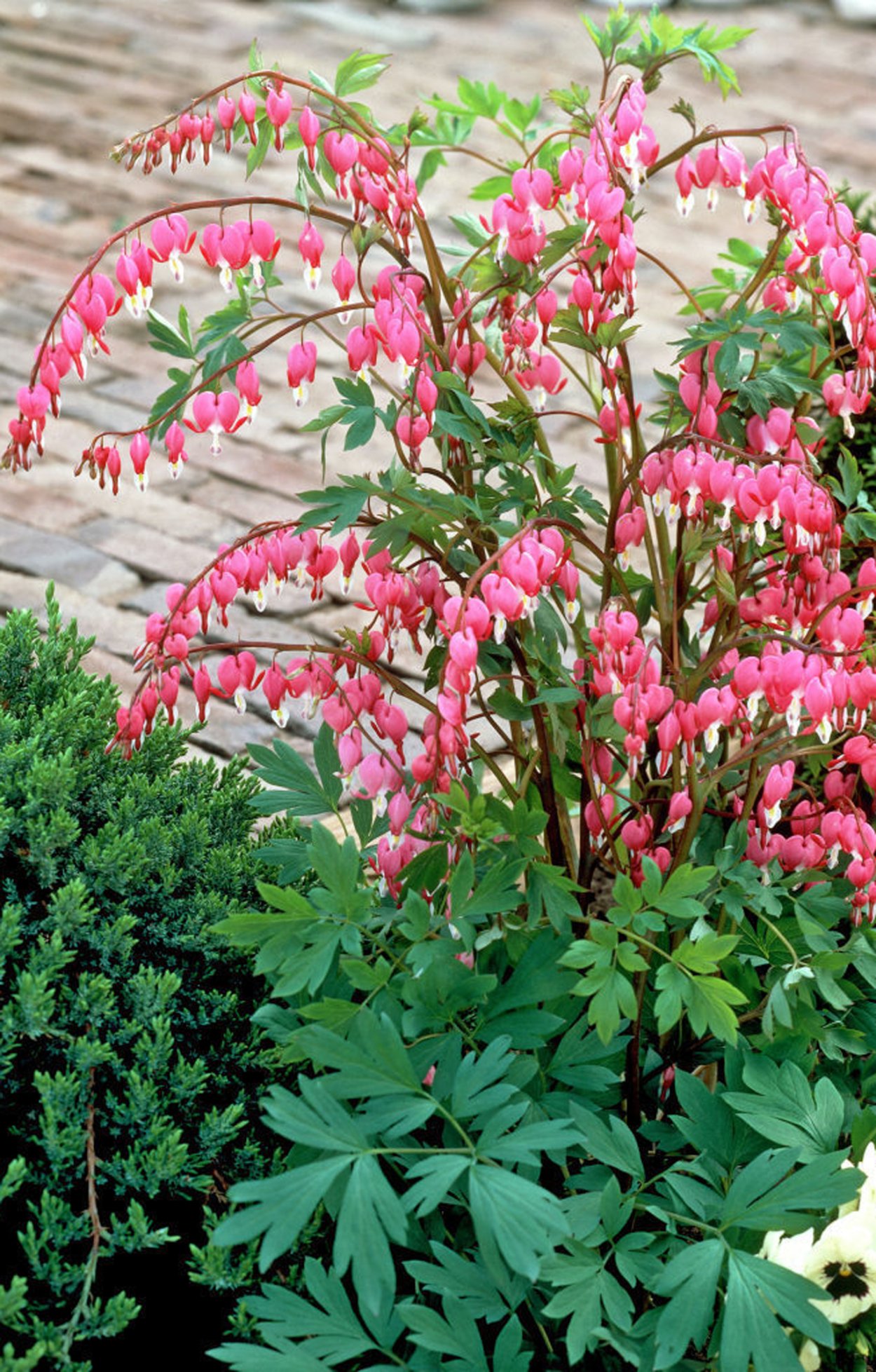 Дицентра разбитое сердце белая