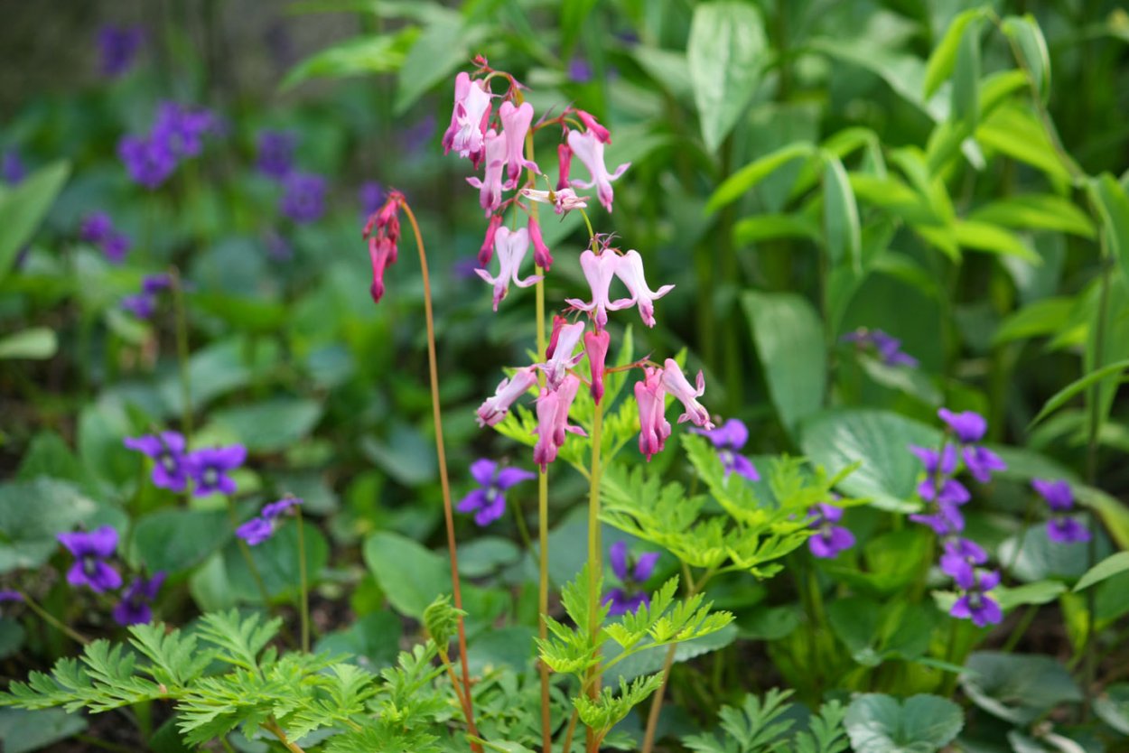 Бычье сердце цветок