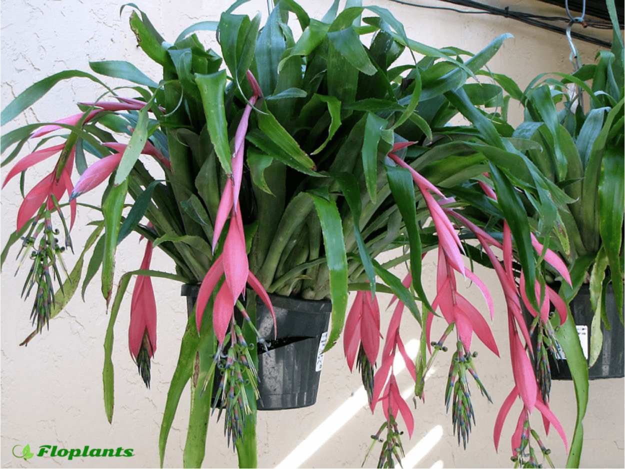 Дицентра канадская