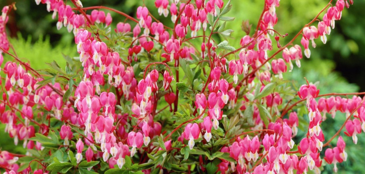 Девичьи слезы растение