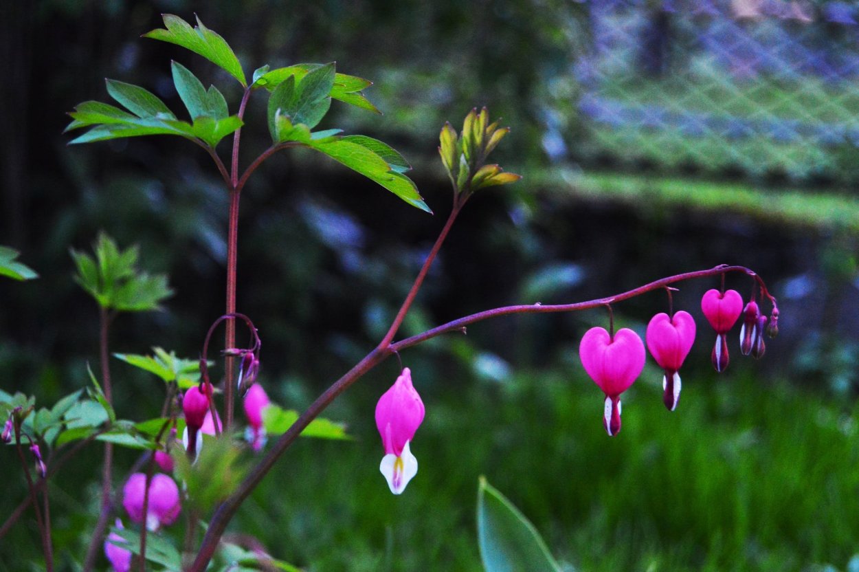 Дицентра Спектабилис
