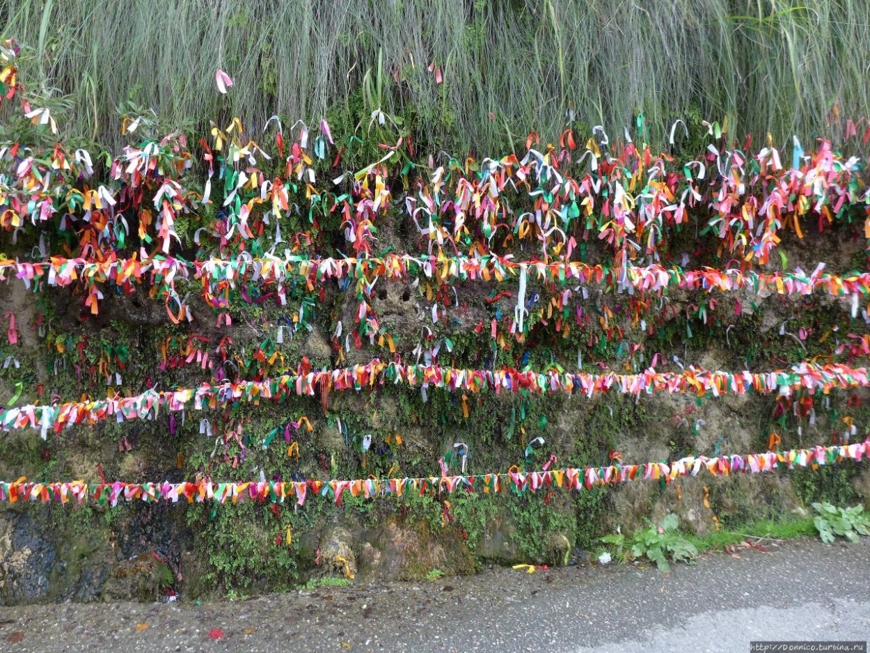 Дицентра цветок разбитое сердце