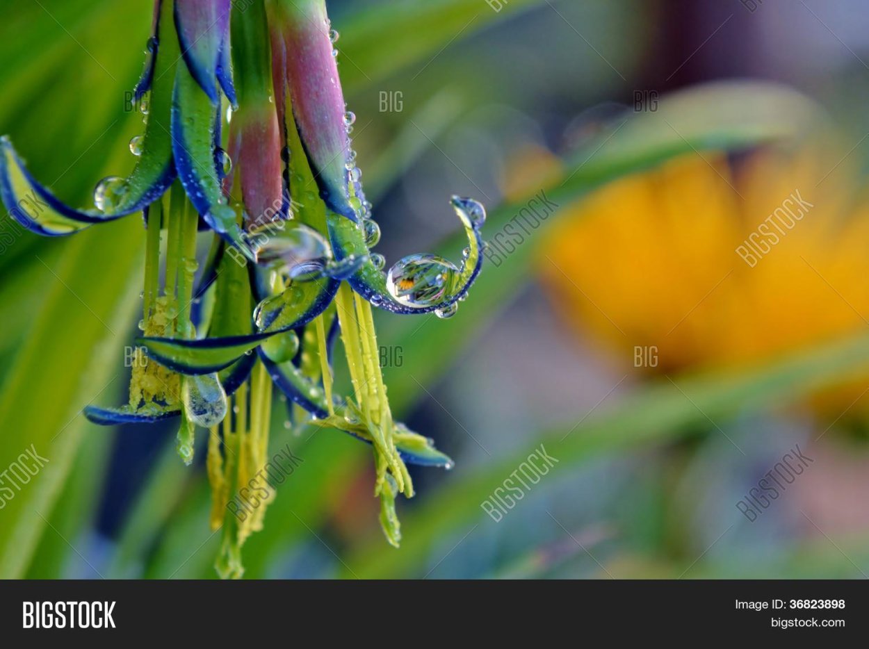 Декоративный цветок крупно