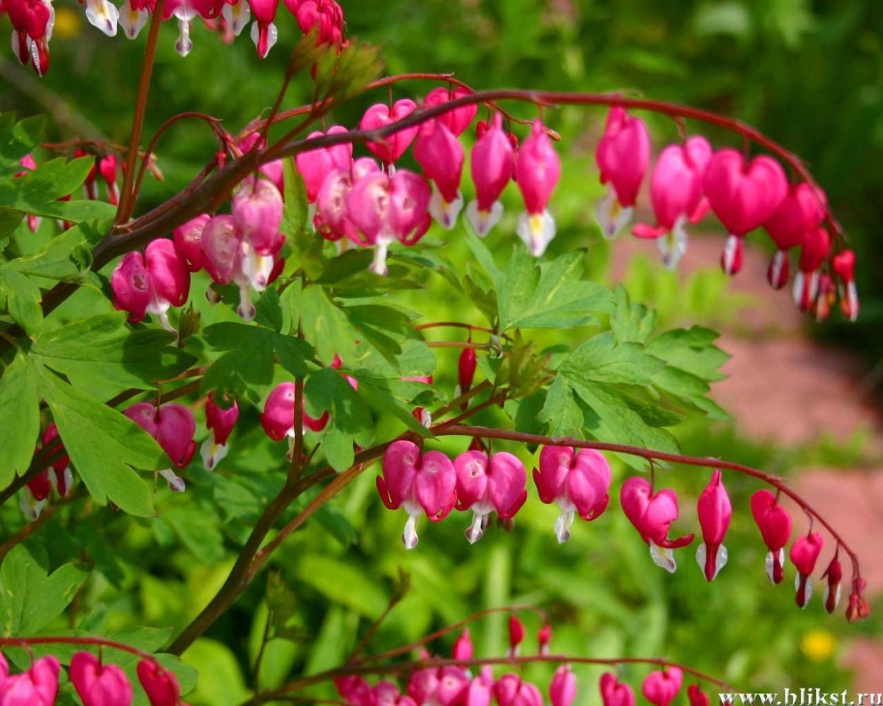 Дицентра великолепная куст