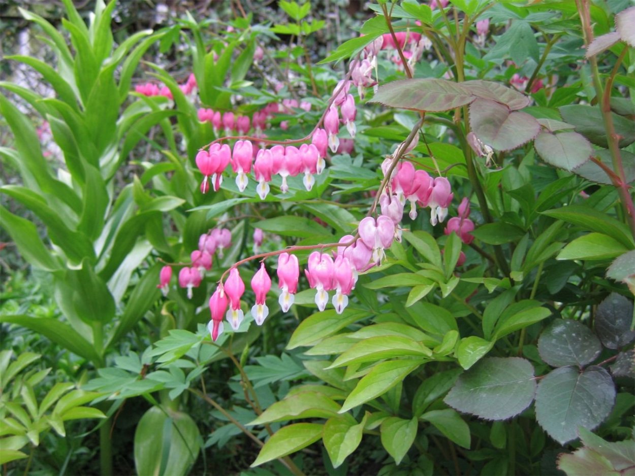 Львиное сердце цветок