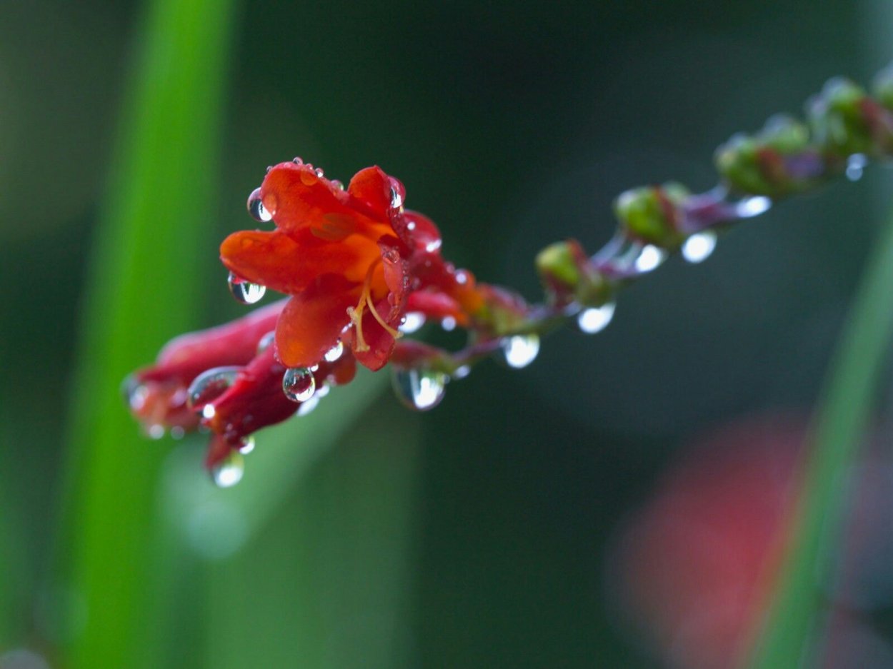 Макросъемка природа дождь