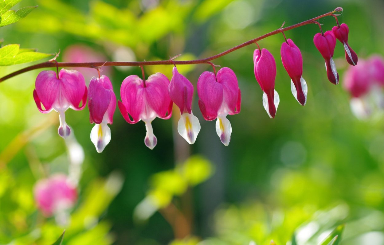 Дицентра великолепная (Dicentra spectabilis)
