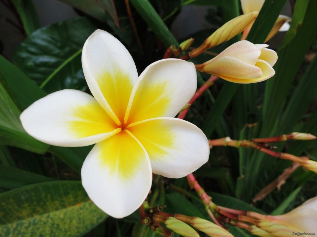 Франжипани цветок