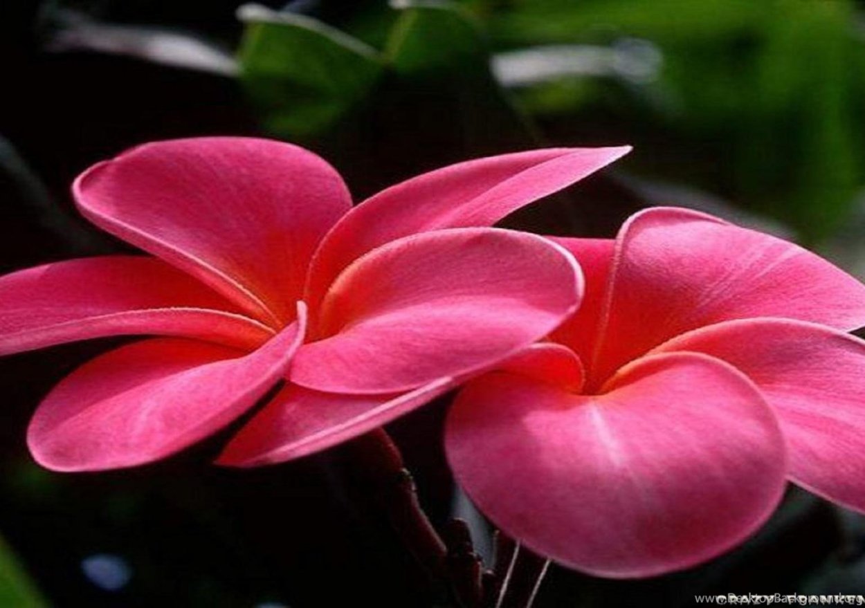 Красивые цветы