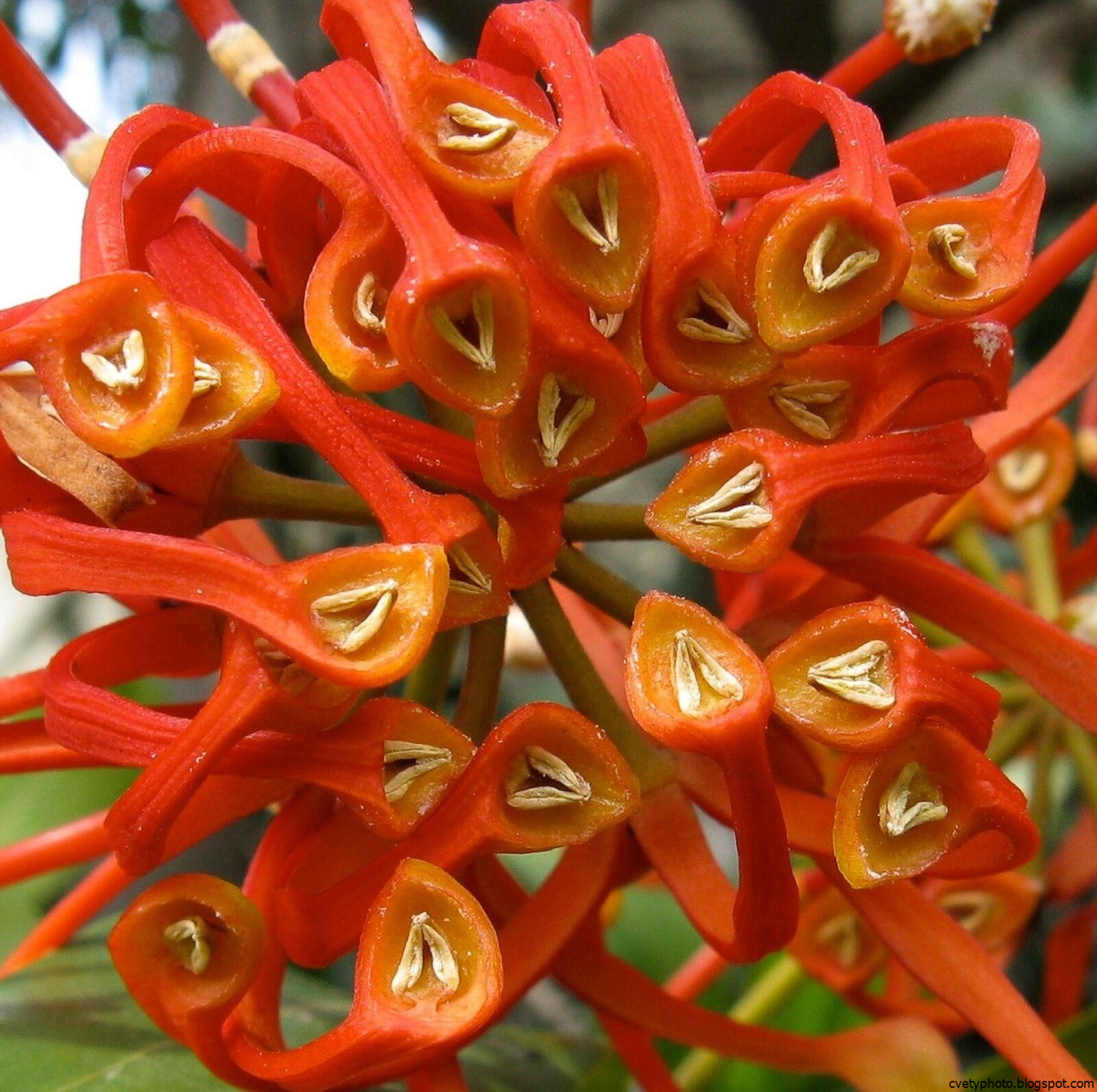 Стенокарпус синуатус