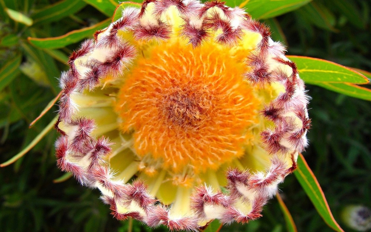 Цветок-Банксия протея /Protea/