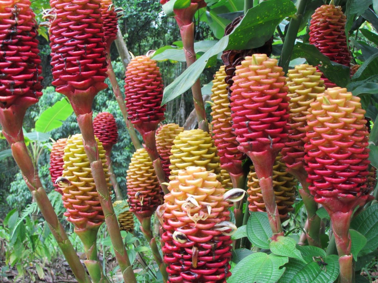 Имбирный улей цветок