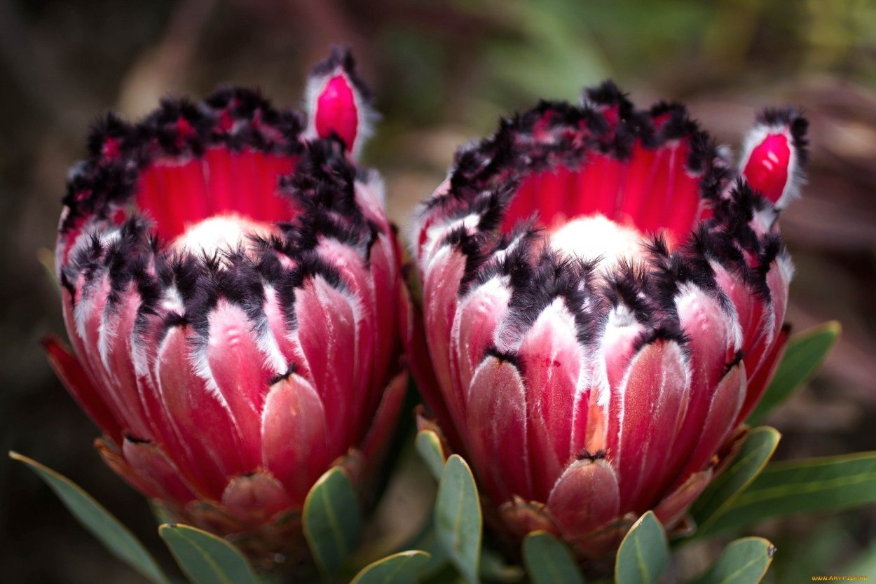 Африканская роза цветок протея