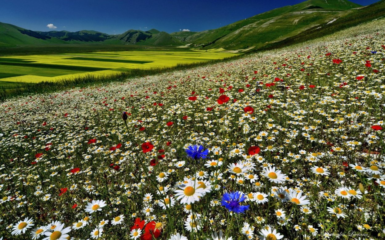 Цветущие поля