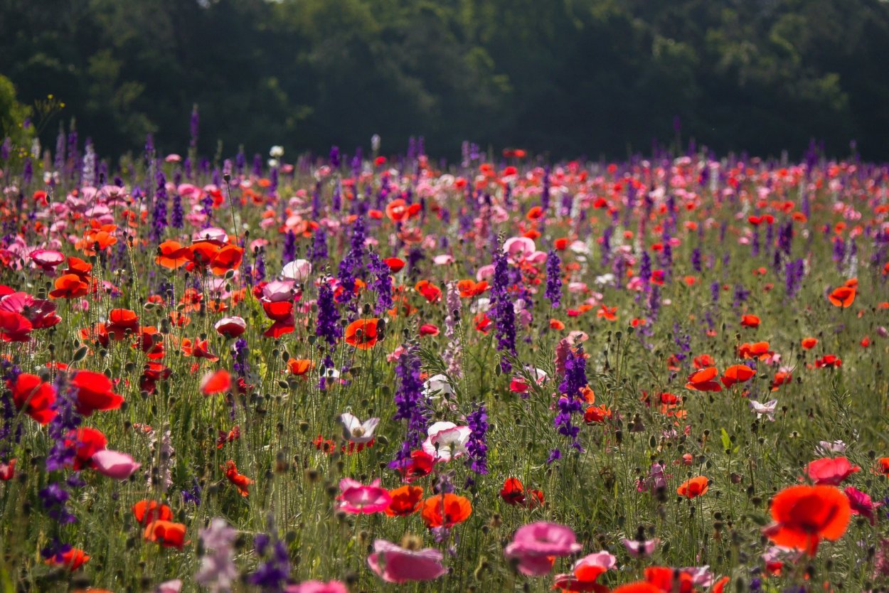 Красивое поле с цветами
