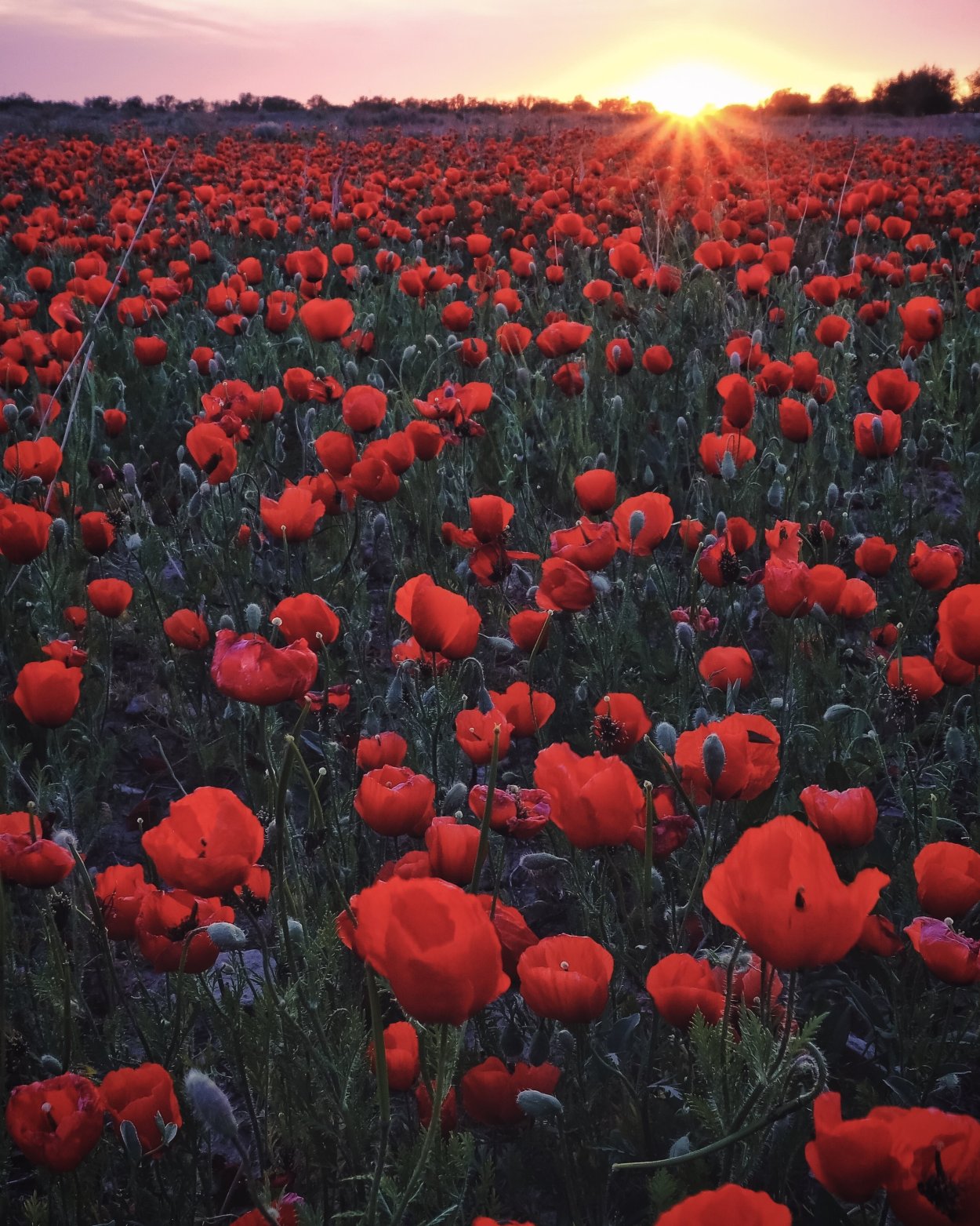 Маковое поле Ахурик