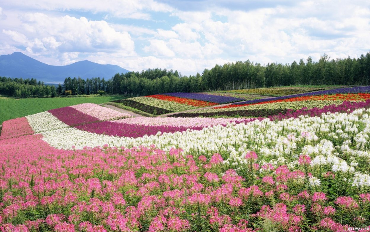 Поля Хоккайдо Япония