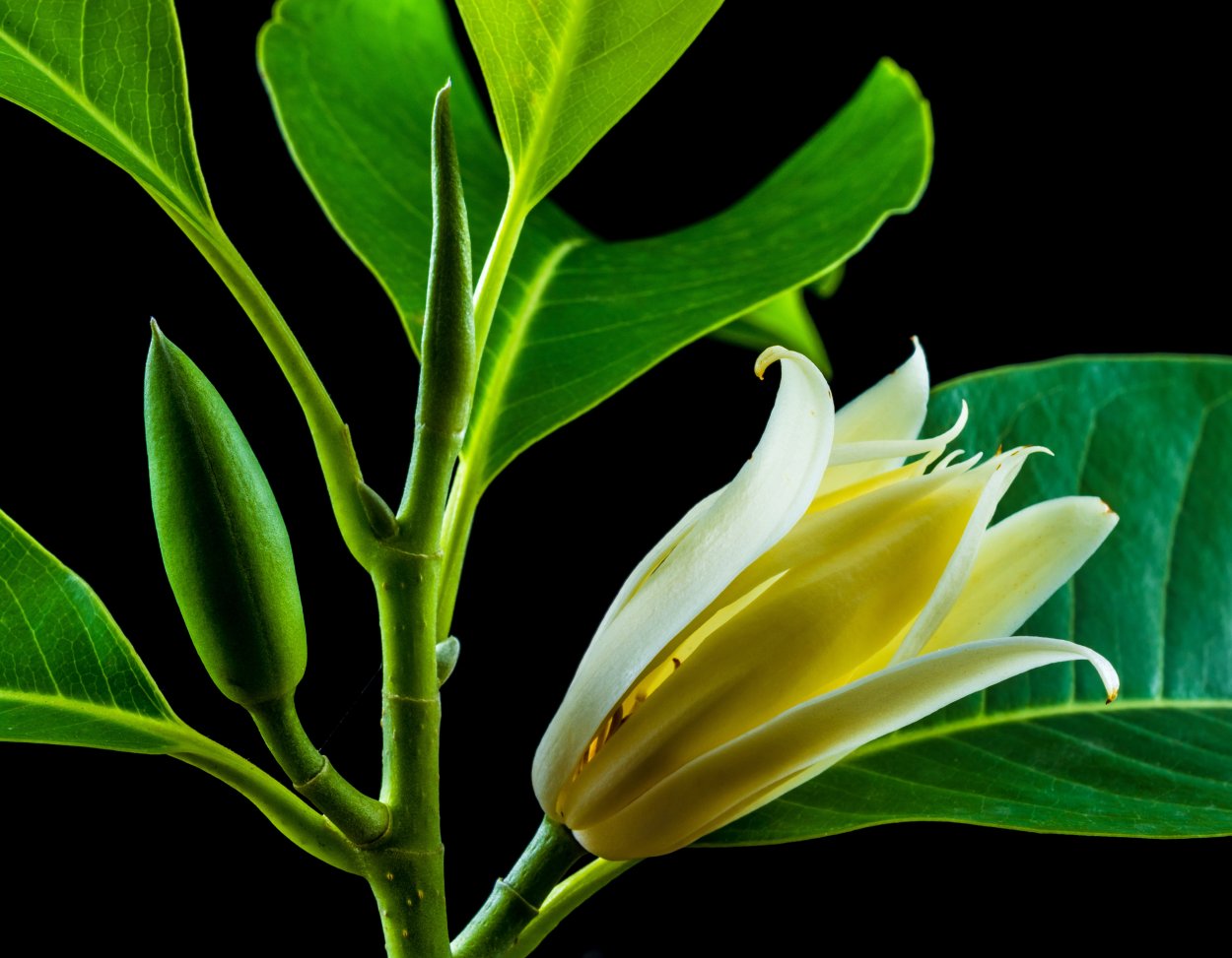 Франжипани Гавайи