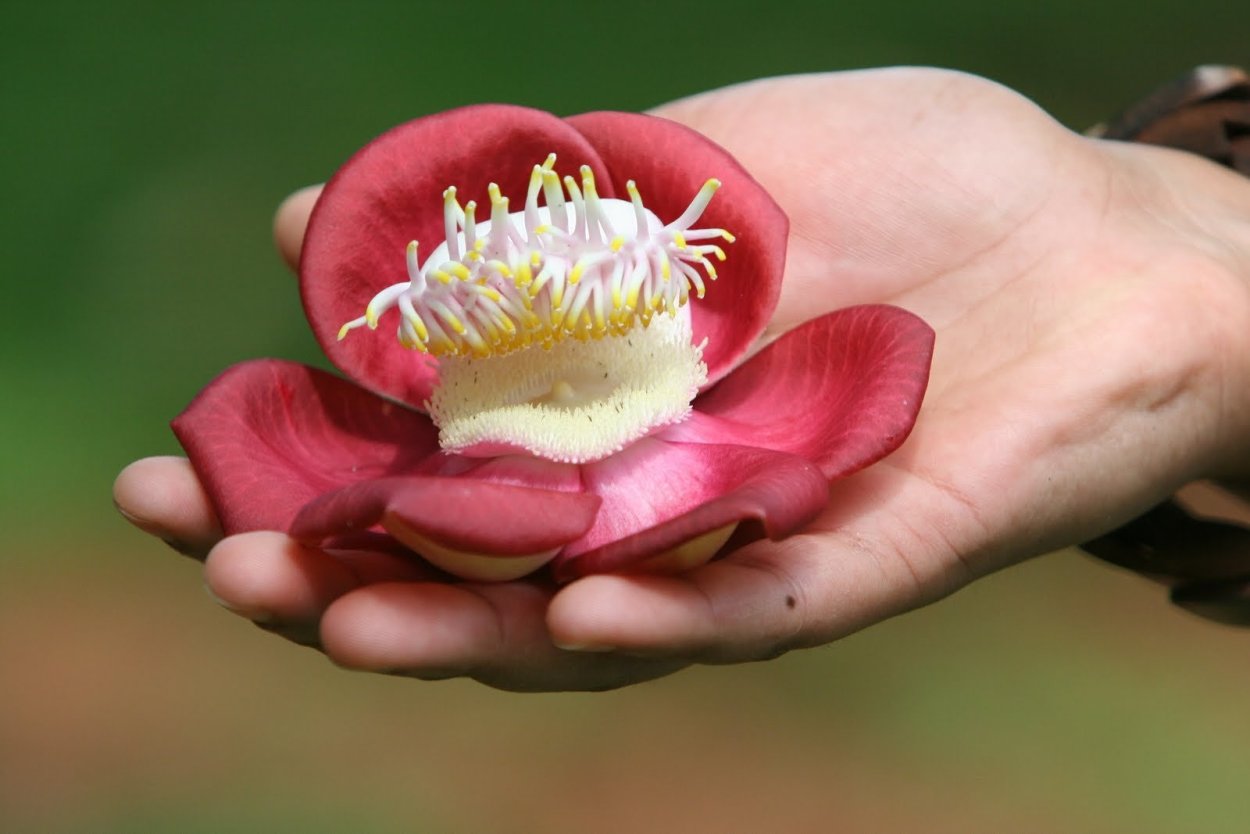 Курупита цветок