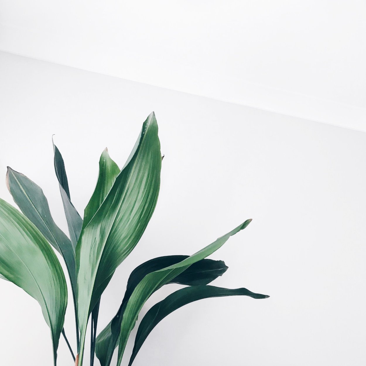 Красивые цветы Пинтерест