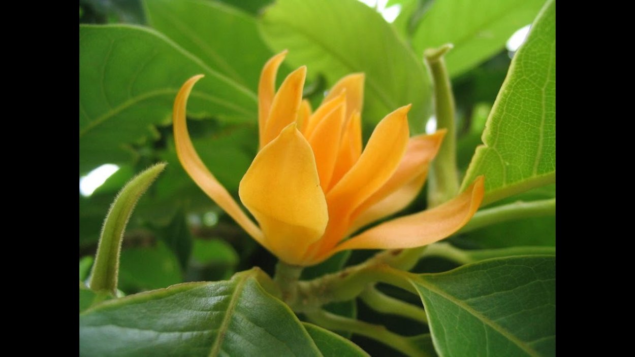 Michelia Champaca Dwarf