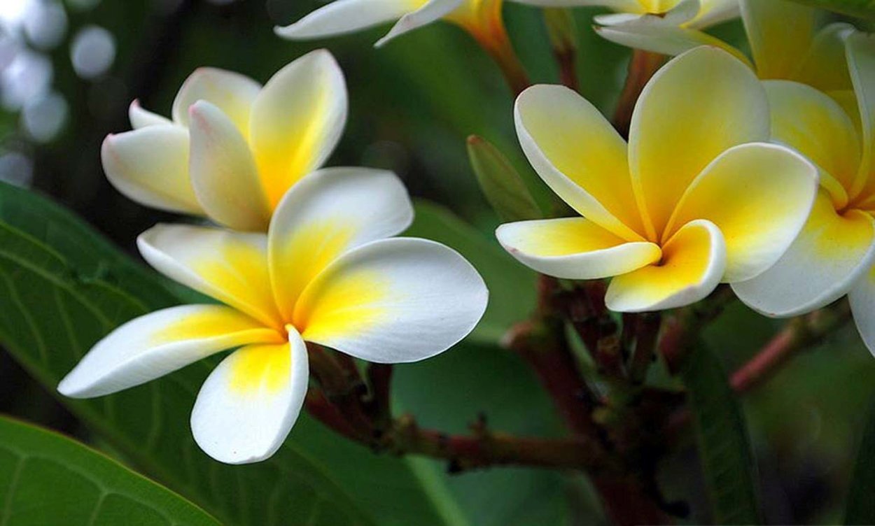 Цветок кетаки фото