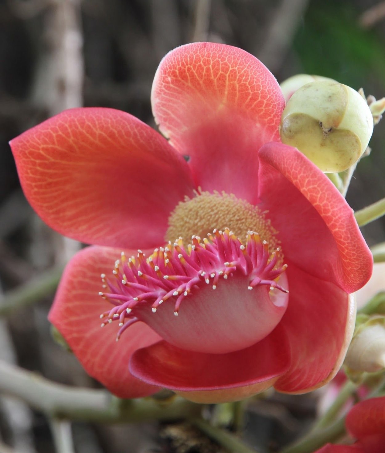 Флора и растительность