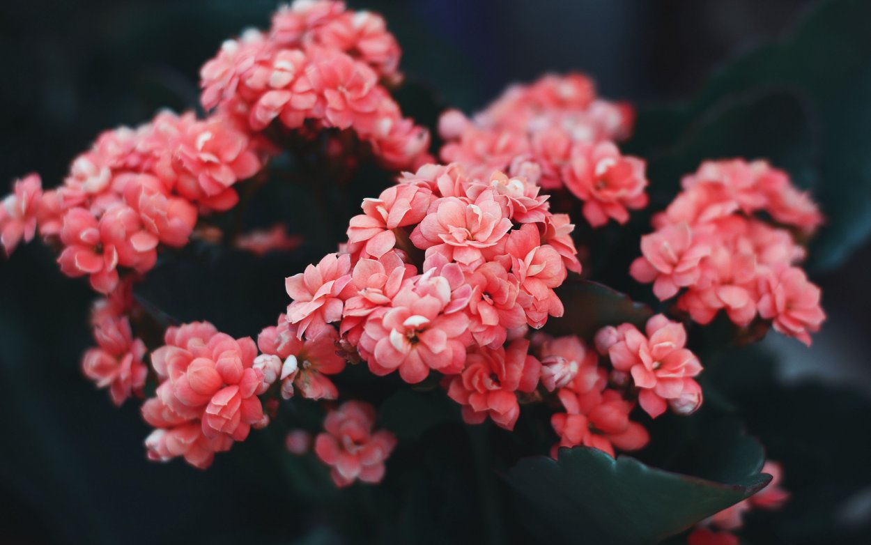 Чили Сельва тропические цветы